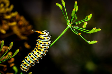 Swallowtail caterpillar with horns out