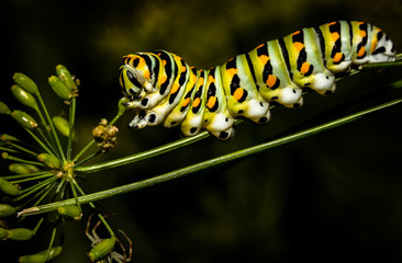 Swallowtail caterpillar eating