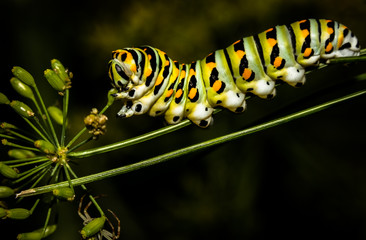 Naklejka premium Swallowtail caterpillar eating