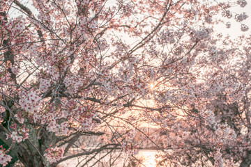 夕方の光の中の桜