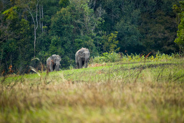 Family of asian elephants walking in the meadow