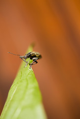 gorgojo al filo de una hoja de morrón, macrofotografía 