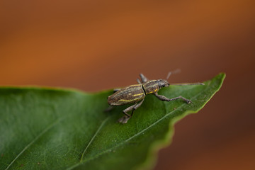 gorgojo en una hoja de morrón, foto en macro 