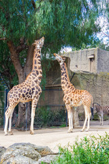 Giraffes eating leaves at the Melbourne Zoo, Australia