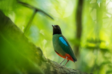 Hooded pitta (Pitta sordida) beautiful green bird with black head and red vented fully standing on mossy grass over blur background