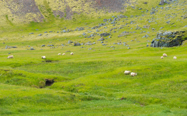 Fototapeta na wymiar Picture of sheep on the grass , Iceland