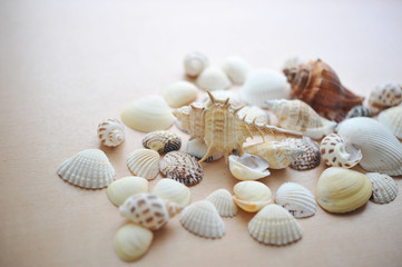 海辺の貝殻