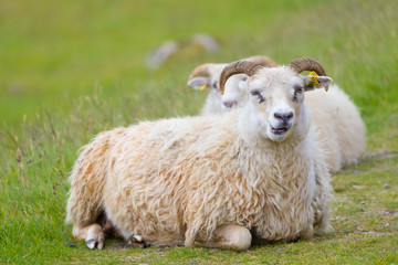 Naklejka na ściany i meble Picture of sheep on the grass , Iceland