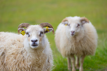 Picture of sheep on the grass , Iceland