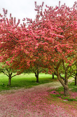 Fototapeta na wymiar Blossoming Tree - Planting Fields