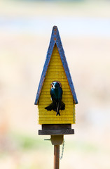 Blue barn swallow looking in birdhouse