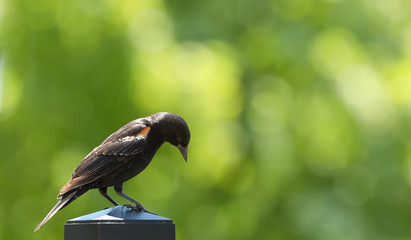 Redwing Blackbird on post looking down