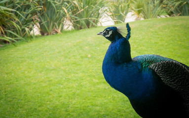Fototapeta premium Colorful peacock on green backdrop, shot in New Zealand 