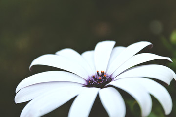 Fototapeta premium white flower