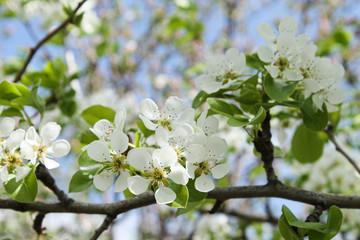Blooming apple tree in the spring. Swollen buds of an apple tree.