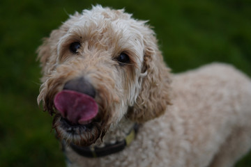 Labradoodle tongue