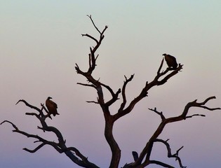 Vultures from Kruger National Park. African wildlife. South Africa
