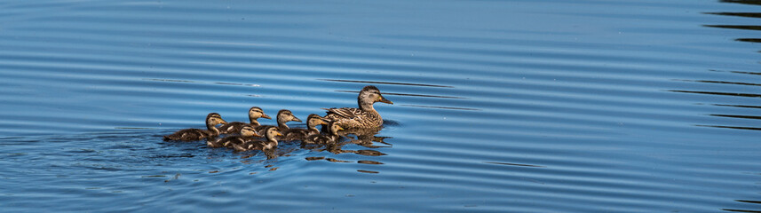 Female mallard duck with seven duckling swimming in a calm lake on a sunny day
