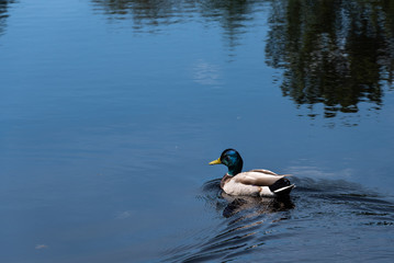 Male mallard duck, with blue head breeding plumage, swimming in a calm lake
