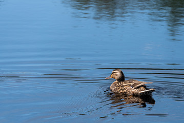 Female mallard duck swimming in a calm lake on a sunny day
