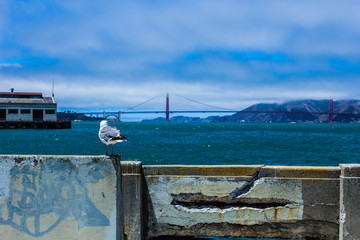 Seagull gazing at Golden Gate Bridge from afar in San Francisco California USA, in a foggy ocean...