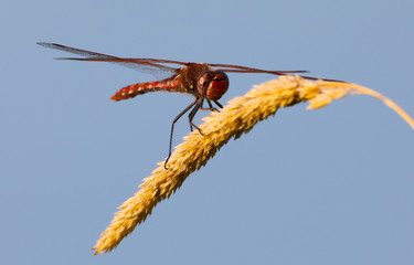 Closeup of red dragonfly on grass