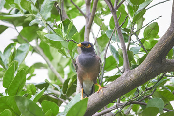 common mynah