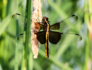 Dragonfly on bent grass