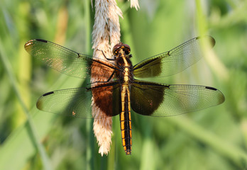 Macro of dragonfly
