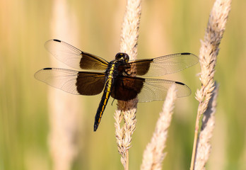 Spotted dragonfly in wheat field