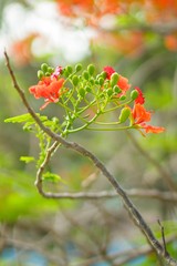 Royal poinciana blooms in the summer, Vietnam