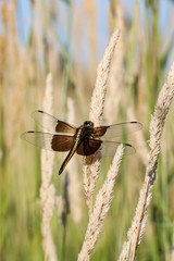 Dragonfly in hay field