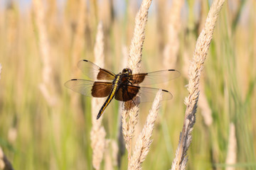 Fototapeta premium Dragonfly in farm filed
