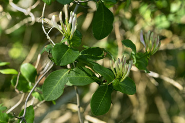 European honeysuckle, Lonicera periclymenum twig with buds