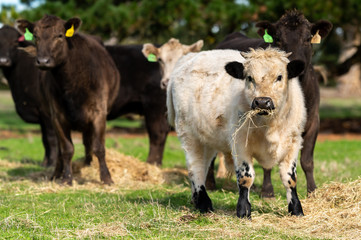 Beef cows and calfs grazing on grass in south west victoria, Australia. eating hay and silage....