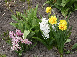 Colorful flowers on the flower bed