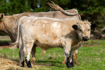 Beef cows and calfs grazing on grass in south west victoria, Australia. eating hay and silage....