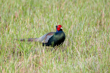 Japanese Pheasant (Phasianus versicolor)