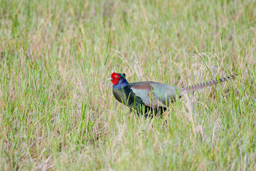 Japanese Pheasant (Phasianus versicolor)