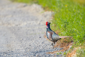 Japanese Pheasant (Phasianus versicolor)