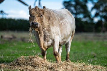Beef cows and calfs grazing on grass in south west victoria, Australia. eating hay and silage....
