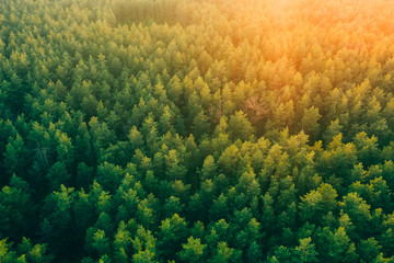 Tall pine trees in the forest in the rays of warm sunset light from aerial view . Forest background with green pines