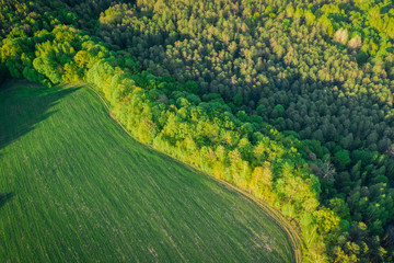 Spring green forest from aerial view in the sunset rays of the evening sun. Mixed forest with deciduous trees