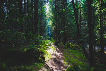 Fototapeta premium Ścieżka w lesie