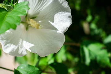 flor blanca