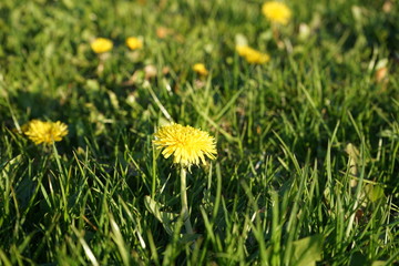 Yellow Dandelions on Green Grass