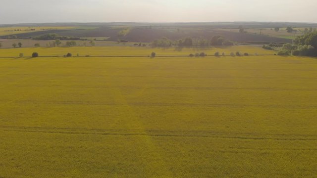 4K aerial drone video clip flying over a field of yellow rape field
