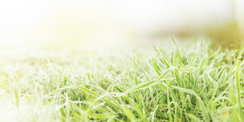 Grass Green. Spring Nature Background. 