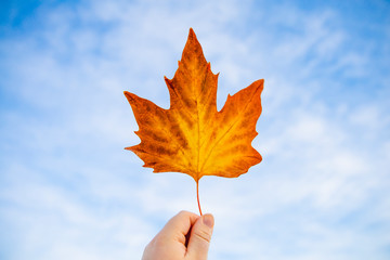 Maple leaf in hand. hand holding autumn leaf with blue sky background. Gold orange leaf in fall season.