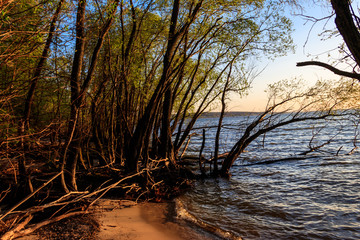 Obraz na płótnie Canvas Willow trees on the shore of a lake
